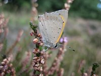 Lycaena phlaeas 11, Kleine vuurvlinder, Saxifraga-Arthur van Dijk