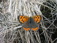 Lycaena phlaeas 12, Kleine vuurvlinder, Saxifraga-Arthur van Dijk