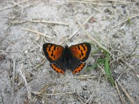 Lycaena phlaeas 13, Kleine vuurvlinder, Saxifraga-Arthur van Dijk