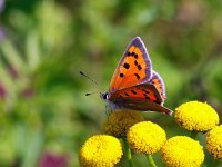 Lycaena phlaeas 15, Kleine vuurvlinder, Vlinderstichting-Chris van Swaay  8.19 11:55