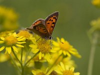 Lycaena phlaeas 16, Kleine vuurvlinder, Vlinderstichting-Henk Bosma