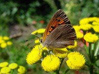 Lycaena phlaeas 18, Kleine vuurvlinder, male, Vlinderstichting-Fons Bongers