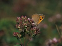 Lycaena phlaeas 19, Kleine vuurvlinder, male, Vlinderstichting-Kars Veling