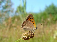 Lycaena phlaeas 22, Kleine vuurvlinder, Vlinderstichting-Henk Bosma