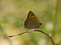 Lycaena phlaeas 24, Kleine vuurvlinder, Saxifraga-Jan van der Straaten