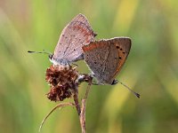 Lycaena phlaeas 26, Kleine vuurvlinder, Saxifraga-Hans Dekker