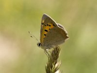 Lycaena phlaeas 28, Kleine vuurvlinder, Saxifraga-Jan van der Straaten