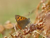 Lycaena phlaeas 29, Kleine vuurvlinder, Vlinderstichting-Henk Bosma