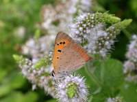 Lycaena phlaeas 32, Kleine vuurvlinder, Saxifraga-Mark Zekhuis