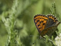 Lycaena phlaeas 34, Kleine vuurvlinder, Saxifraga-Jan van der Straaten