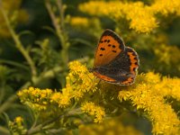 Lycaena phlaeas 38, Kleine vuurvlinder, Vlinderstichting-Kars Veling