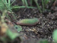 Lycaena phlaeas 4, Kleine vuurvlinder, Vlinderstichting-Nely Honig