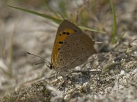 Lycaena phlaeas 40, Kleine vuurvlinder, Saxifraga-Willem van Kruijsbergen