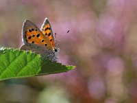 Lycaena phlaeas 42, Kleine vuurvlinder, Saxifraga-Ab H Baas