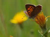 Lycaena phlaeas 44, Kleine vuurvlinder, Saxifraga-Rudmer Zwerver