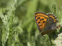 Lycaena phlaeas 45, Kleine vuurvlinder, Saxifraga-Jan van der Straaten