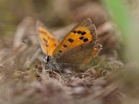 Lycaena phlaeas 46, Kleine vuurvlinder, Saxifraga-Rudmer Zwerver