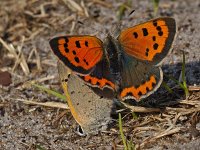 Kleine vuurvlinder -P- #05 : Kleine vuurvlinder, Lycaena phlaeas, Small Copper, copula