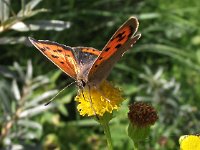 Lycaena phlaeas 51, Kleine vuurvlinder, Saxifraga-Frank Dorsman  Lycaena phlaeas, Kleine vuurvlinder AW-duinen 300811