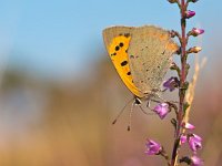 Small Copper butterfly, Lycaena phlaeas  Small Copper butterfly, Lycaena phlaeas on heath : Flowers, Lycaena, Lycaena phlaeas, Veluwe, animal, atmosphere, borboleta, butterfly, close up, copper, copy space, drinking, dutch, feeding, flores, heath, heathland, insect, landscape, macro, meadow, mood, natural, nature, nectar, nobody, orange, phlaeas, sky, small, spring, summer, violet, wildflowers, wildlife