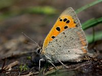 Lycaena phlaeas 54, Kleine vuurvlinder, Saxifraga-Rik Kruit