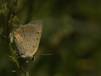 Lycaena phlaeas 56, Kleine vuurvlinder, Saxifraga-Jan van der Straaten