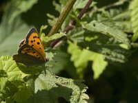 Lycaena phlaeas 59, Kleine vuurvlinder, Saxifraga-Jan van der Straaten