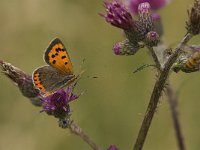 Lycaena phlaeas 60, Kleine vuurvlinder, Saxifraga-Jan van der Straaten