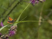 Lycaena phlaeas 62, Kleine vuurvlinder, Saxifraga-Jan van der Straaten