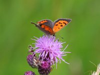 Lycaena phlaeas 67, Kleine vuurvlinder, Saxifraga-Bart Vastenhouw