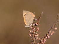 Lycaena phlaeas 69, Kleine vuurvlinder, Saxifraga-Bas Klaver