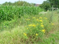 Lycaena phlaeas 7, Kleine vuurvlinder, habitat, Vlinderstichting-Henk Bosma