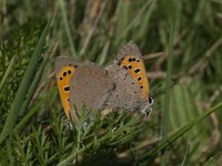 Lycaena phlaeas 70, Kleine vuurvlinder, Saxifraga-Willem van Kruijsbergen