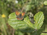 Lycaena phlaeas 71, Kleine vuurvlinder, Saxifraga-Willem van Kruijsbergen