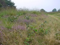 Lycaena phlaeas 8, Kleine vuurvlinder, habitat,  Vlinderstichting-Henk Bosma