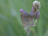 Lycaena phlaeas 81, Kleine vuurvlinder, Saxifraga-Luuk Vermeer