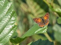 Lycaena phlaeas 84, Kleine vuurvlinder, Saxifraga-Luuk Vermeer