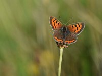 Lycaena phlaeas 86, Kleine vuurvlinder, Saxifraga-Luuk Vermeer