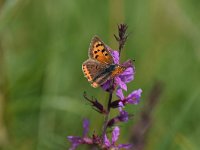 Lycaena phlaeas 87, Kleine vuurvlinder, Saxifraga-Luuk Vermeer