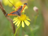 Lycaena phlaeas 90, Kleine vuurvlinder, Saxifraga-Tom Heijnen