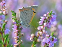 Lycaena phlaeas 91, Kleine vuurvlinder, Saxifraga-Tom Heijnen