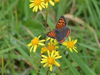 Lycaena phlaeas 92, Kleine vuurvlinder, Saxifraga-Tom Heijnen