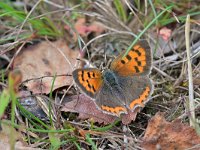 Lycaena phlaeas 95, Kleine vuurvlinder, Saxifraga-Tom Heijnen