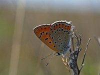 Lycaena thersamon 3, Oostelijke vuurvlinder, Vlinderstichting-Kars Veling