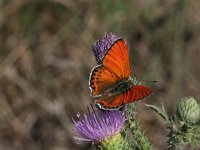 Lycaena thersamon 4, Oostelijke vuurvlinder, Vlinderstichting-Kars Veling