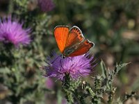 Lycaena thersamon 5, Oostelijke vuurvlinder, Vlinderstichting-Kars Veling