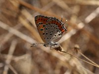 Lycaena thersamon 6, Oostelijke vuurvlinder, Saxifraga-Kars Veling