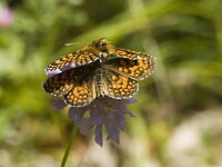 Melitaea aurelia 1, Steppeparelmoervlinder, Saxifraga-Marijke Verhagen