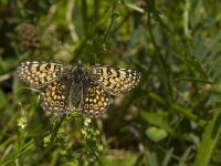 Melitaea cinxia 1, Veldparelmoervlinder, female, Saxifraga-Jan van der Straaten