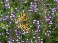 Melitaea cinxia 10, Veldparelmoervlinder, Vlinderstichting-Theo Verstrael